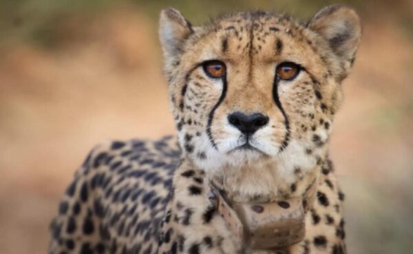 Cheetah Conservation: Experts Highlight Urgent Issues