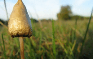 How Provincial Regulations Shape Canada’s Emerging Psychedelic Research Landscape?